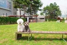 스타필드 하남, 반려견 놀이터 펫파크 오픈...이벤트 풍성