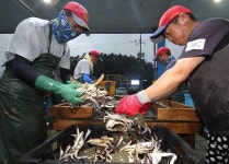 꽃게 최저가 경쟁 불 붙었다…800원대서 700원대까지 내려