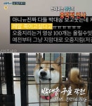 실화탐사대 박대송 구출 작전, 견주 부부 학대 논란 입장은