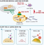 KAIST, 바이러스 면역반응 단백질 on-off 스위치 발견