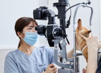 계양 스카이동물메디컬센터 안과센터, 인천 지역 강아지ㆍ고양이 안과 질환 전문 진료 제공