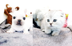 청주 강아지ㆍ고양이 분양 헬로펫, 충북전지역 방문객 이어져