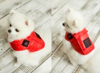 확산되는 펫팸족…천하지엘씨, 관련산업 힘입어 반려견 발열조끼 출시