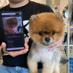 에브리펫 & 아이싸이랩, 높은 정확도 검증된 반려동물 비문인식 서비스 주목