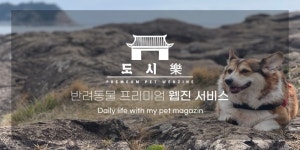 구스컴퍼니-셀, 반려동물 가족 위한 애견용품 잡지 '도시락' 서비스 시작