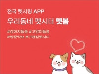 펫봄, 설 명절 연휴 고양이·강아지 펫시터 구하기 전쟁