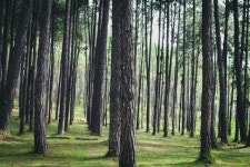 충남도, 숲 조성 사업 본격화
