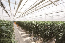 [스페셜리포트] 영농형 태양광 제도화 원년… 농업과 에너지의 균형 시험대