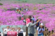 ‘비슬산참꽃문화제’, 진분홍빛 천상화원·문화예술의 향연
