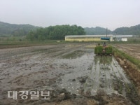 상주 공성면, 올해 첫 모내기