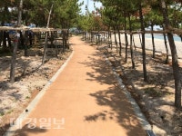 경주 양남 관성솔밭해변 테마길 개통
