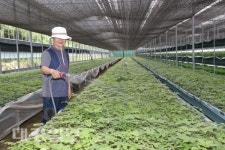 종묘삼 재배 혁신에 성공한 예천군 농업회사법인 (주)이노진팜!