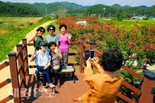 한여름, 백일홍 꽃길 낭만에 빠져보세요