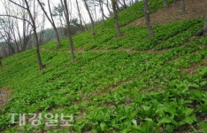 김천시, 특화소득작물 산약초 종자·종묘 보급 나서
