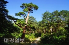 금강소나무숲길 가족탐방로 휴가철 특별 운영