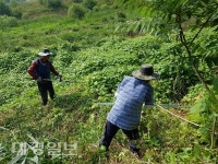 성주읍, 생태교란식물 가시박 확산방지
