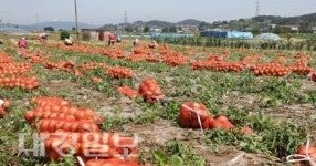 김천시, ‘양파 팔아주기’에 발 벗고 나서
