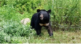 반달가슴곰 위해 김천공존숲 생물탐사 연기