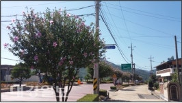 상주시, 경상대로 무궁화 가로수 ‘무궁화 명소’ 선정 !