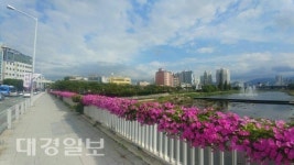 대구 북구, 신천변에 활짝핀 가을꽃