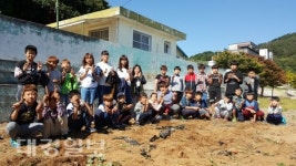 후포동부초, 고구마 수확 실시