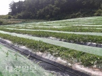 봉화수박, 밭작물 공동경영체 육성사업 시행