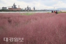 포항운하 일원 핑크뮬리 만개