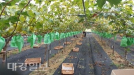 [강소농 탐방] 탐스러운 포도원, 신길호 대표