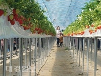 칠곡군 강소농이 일궈낸 체험명소 널 위한 딸기농장