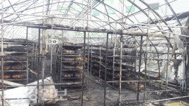 칠곡군 지천면 송정리 버섯재배사 화재