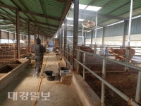 구제역 예방위해 영천가축시장 폐쇄, 축산농가 모임 금지