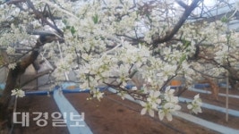 새콤달콤 명품 김천 자두 꽃 만개