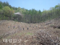 봉화군산림조합(1종) | 봉화군 봄철 나무심기사업 시행