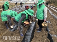 김천시 봉산면새마을협, 구슬땀 흘리며 감자밭 조성