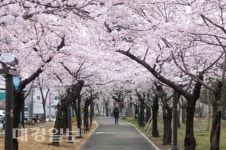대구 북구, 꽃보라동산에서 봄꽃도 보고, 인생샷도 남겨요