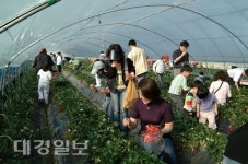 고령딸기 및 지역 농특산물 전시판매 행사 예정