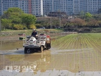 경주농협중도매인1번 | 경주지역 첫 모내기