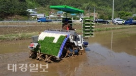 울진군 본격적인 농번기 알리는 첫 모내기 실시