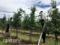 영덕군 산림자원과·남정면사무소, 농촌일손 돕기 나서
