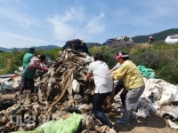구지면새마을지도자·부녀회, 폐비닐 수거작업 실시