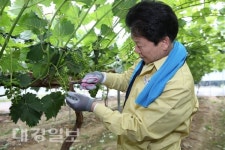 성주군수와 함께한 농촌 일손돕기