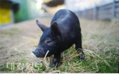 토종 지례흑돼지, ‘우리흑돈’ 통해 옛 명성 회복 시도