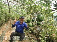 포항 애플수박 당도 우수 · 육질 뛰어나 인기 출하 한창