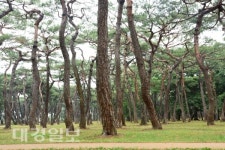 경주시, 시민의 숲 황성공원 깨끗하게 단장