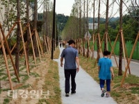 영주시, 가흥신도시에 메타세콰이어 산책로 조성… 소음·미세먼지 저감 기대