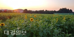 포항시 남구 오천읍, 해바라기 밭 조성