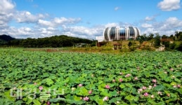 상주 중덕지 자연생태공원 붉은연꽃 만개