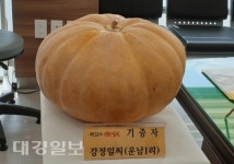 김천시 남면사무소, 농가에서 재배한 ‘대형호박’ 전시