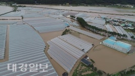 완전히 침수된 영덕군 영해면 연평리 시금치 비닐하우스 단지 모습