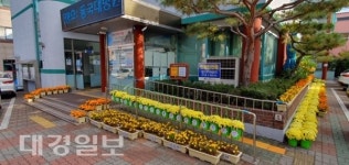경주시 성건동 도심 속 가을꽃 만발